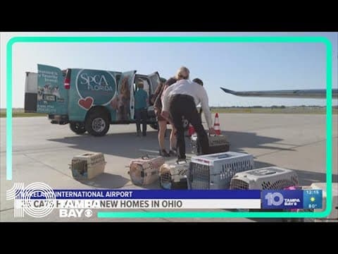 25 cats from Florida getting new lease on life in Ohio