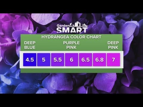 Using the pH scale to plant the pHerfect hydrangeas