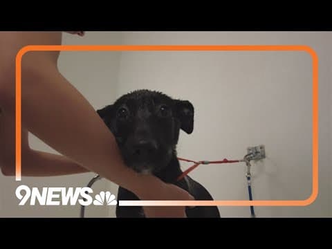 December scams in Denver: Pet shelter swindle, fake DNA tests and more