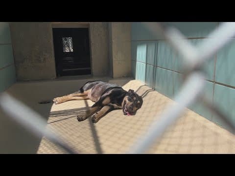 Extreme heat puts strain on Tampa Bay-area animal shelters