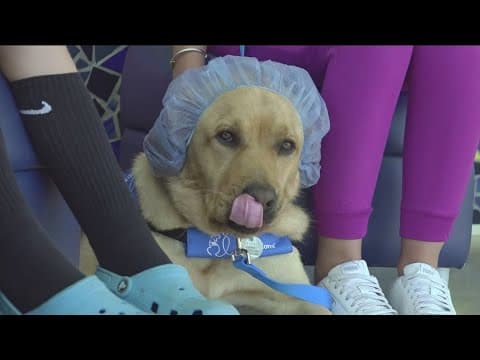 Rady Children's partners with CBS 8 again to bring therapy dogs to young patients