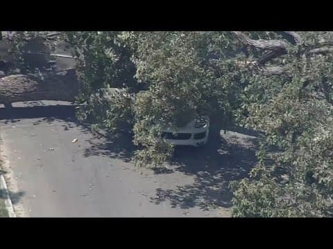 Woman was injured after a large tree fell on top of her SUV in Dallas