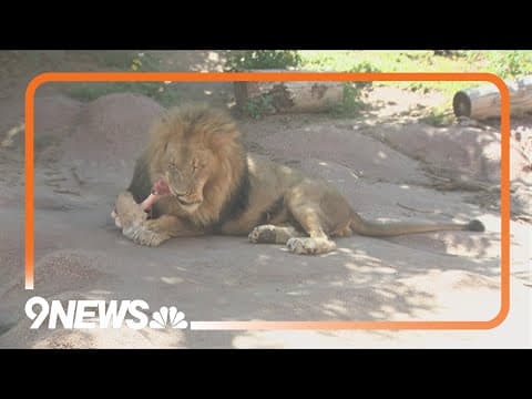 Denver Zoo efforts helping save threatened lions in Africa