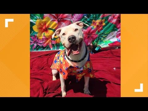 Pets of the Week: 5-10-2025