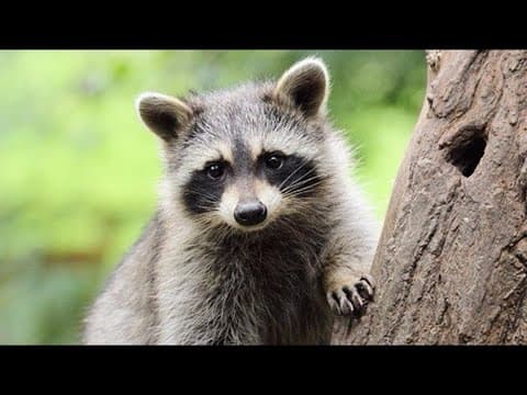 RABIES ALERT: Alexandria residents being warned of raccoon that tested positive for disease