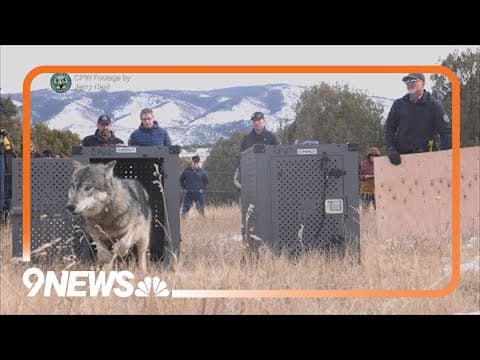 CPW head apologizes for how state handled first release of gray wolves