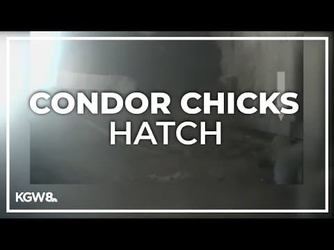 First condor chicks of the year hatch at Oregon Zoo