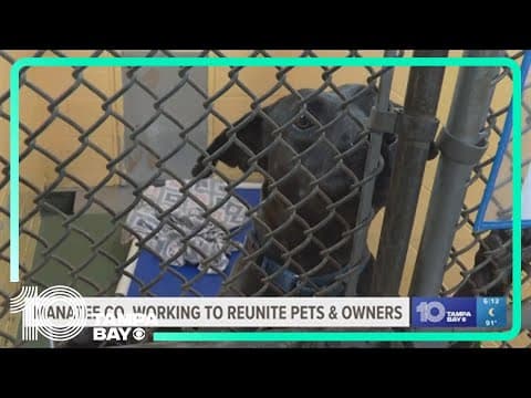 Manatee County Animal Services faces overwhelming influx of stray pets after Hurricane Debby