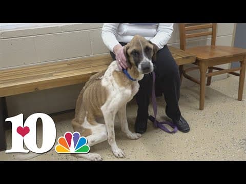 3 dogs rescued several found in 'horrible conditions' in Cocke Co.