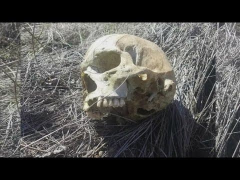 Skull found 7 years ago identified