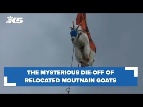 YouTube thumbnail for video qZsFHMV3PaE