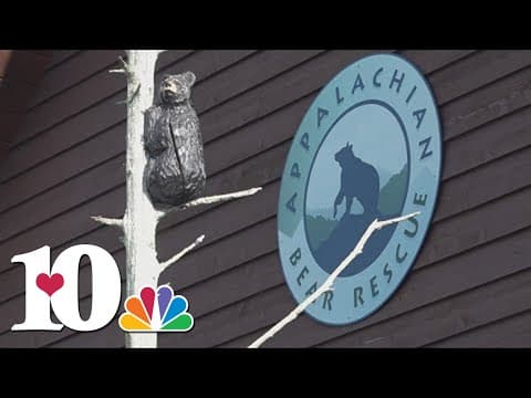 ABR takes in 3 more cubs after TWRA euthanizes 2nd mother bear in less than a week