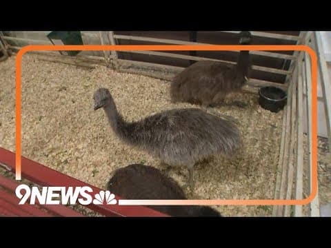 Arapahoe County Fair kicks off county fairs in the metro area