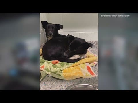 Video: Kittens, puppies dumped illegally at Bartholomew County Humane Society