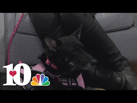 Pet of the Week: Wilma