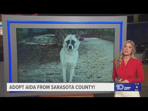 Give Aida from Sarasota County a fur-ever home!