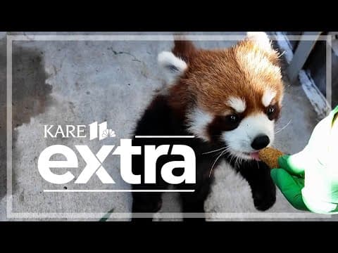 KARE 11 Extra | Babies at the MN Zoo and All You Can Fish Walleye