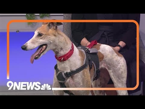 Sweet greyhound needs a forever home