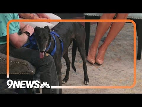 Petline 9: Lily the greyhound up for adoption