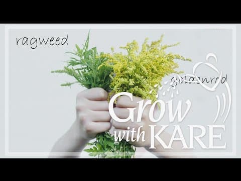 Grow with KARE: Goldenrod vs ragweed