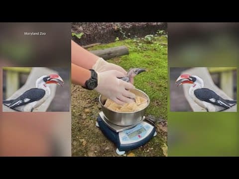 Von der Decken's hornbill has adorable chicks at the Maryland Zoo