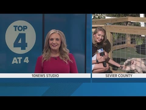 Make some piggy pals with a farmyard adventure at SkyLand Ranch in Sevierville