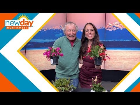 Tips for caring for Holiday Cacti - New Day NW