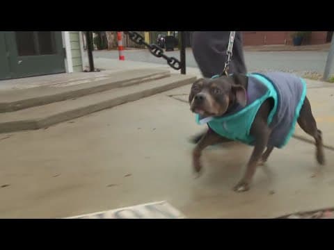 Cold weather tips for protecting people, pets and plants