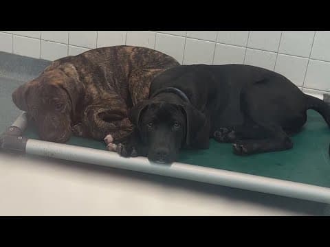 Fort Worth shelter closing to the public, suspending intakes amid CDV outbreak