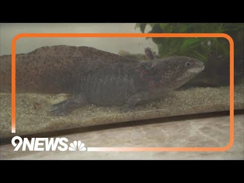 Sunrise Safari: Axolotl