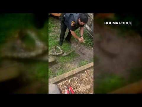 Video: Giant python captured in Houma man's backyard