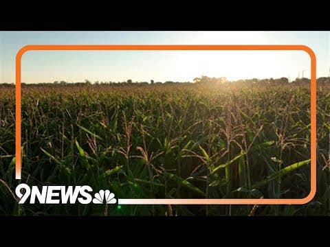 Ode to corn: Historical context behind its continued cultural significance