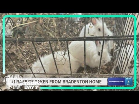 101 rabbits, 32 of them dead, taken from Manatee County home