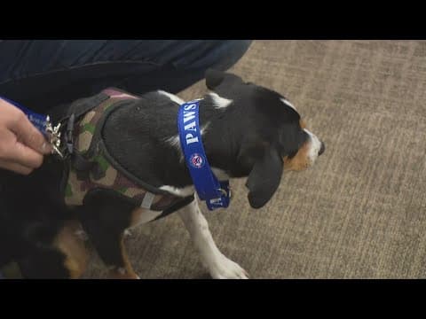 Hoosier soldiers reunited with puppies