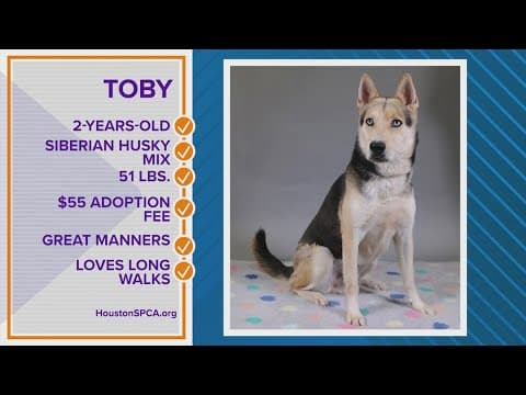 Could Toby be your Pawfect match?  The 2-year-old Siberian Husky mix is looking for a new home