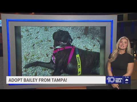 Give Bailey from Tampa a fur-ever home!