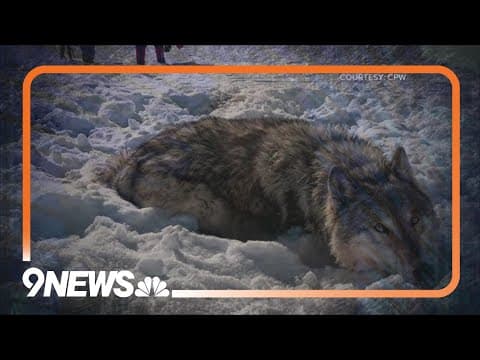 Colorado to get more wolves from Eastern Washington tribes