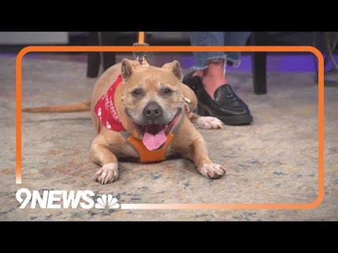 Senior dog sanctuary putting on art show fundraiser