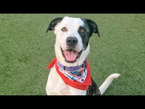 Pets of the Week: 2-10-2024