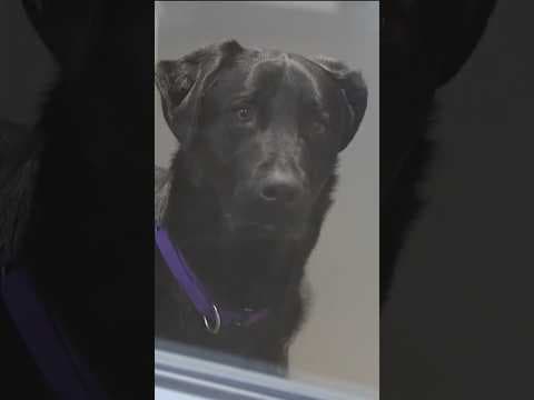 The San Diego Humane Society has teamed up with other local organizations to encourage foster care.