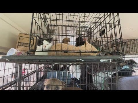 71 animals rescued from school bus parked in Galveston