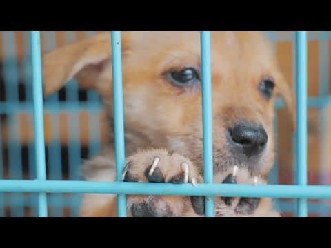 LASPCA taking part in a nationwide clear the shelter event