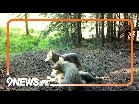 Colorado wolf pups: New video released