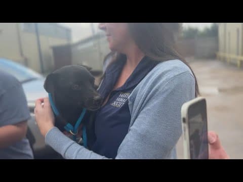 Puppies find a new home in Houston after Hill Country floods