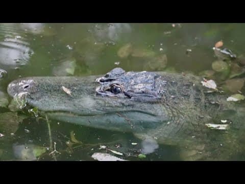 A North Texas couple spots an alligator in their backyard