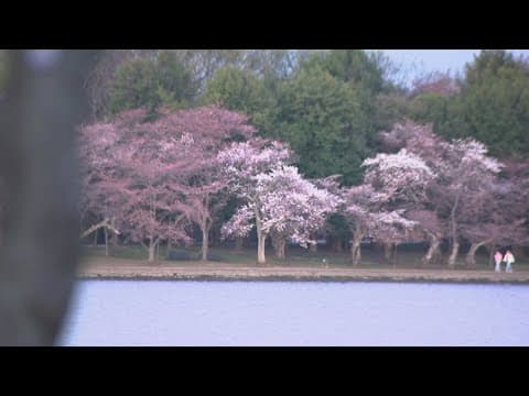 Relax among the DC cherry blossoms