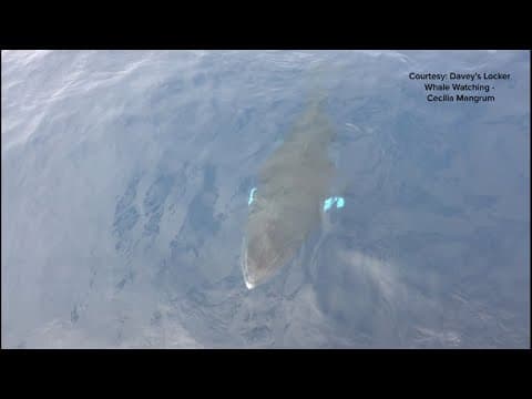 Minke whale