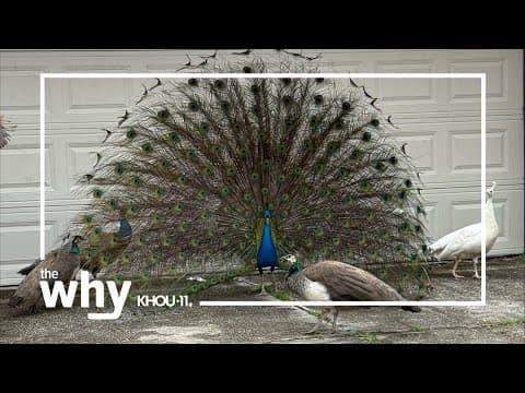 Why are there peacocks in Houston?