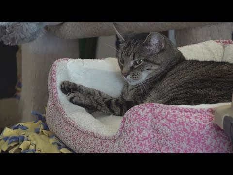 Increasing vet costs straining Columbus cat rescue