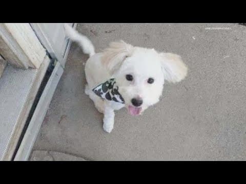 Dog abandoned at airport now doing well after vet checkup